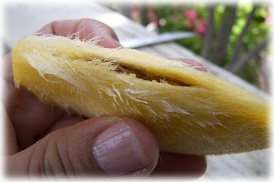 Вирощування манго з кісточки в домашніх умовах