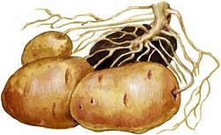 Як виростити картоплю в домашніх умовах?