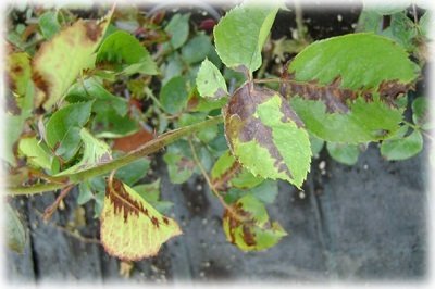 Чим обробити троянди від шкідників: сезонні способи лікування
