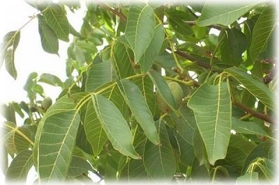 Що потрібно знати про використання листя волоського горіха в якості добрива?