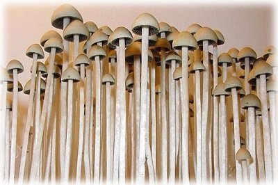 Особливості вирощування псилоцибінових грибів в домашніх умовах