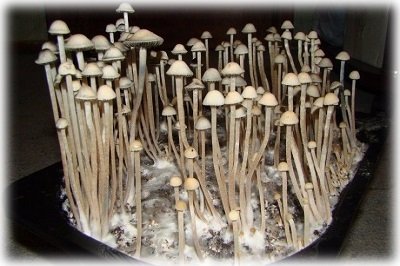 Особливості вирощування псилоцибінових грибів в домашніх умовах