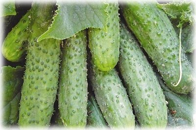 Кращі сорти огірків для вирощування на підвіконні взимку