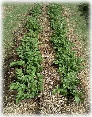 Вирощування картоплі під соломою: посадка і догляд