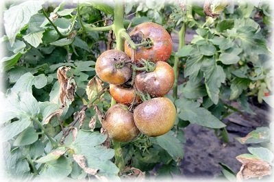 Ефективні засоби від фітофтори на помідорах: від народних до спеціалізованих