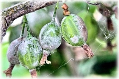 Як боротися з борошнистою росою на винограді, петунії і смородині?
