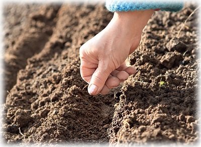 Як і коли садити моркву насінням або гранулами у відкритий ґрунт?