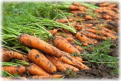 Коли прибирати буряк, моркву, цибулю, часник і гарбуз з грядки на зберігання?