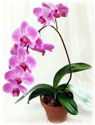 Орхідеї: догляд та розмноження в домашніх умовах