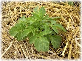 Вирощування картоплі під соломою: посадка і догляд