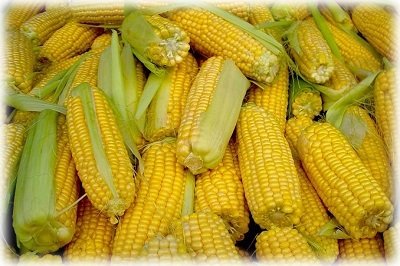 Вирощування кукурудзи у відкритому грунті: посадка, догляд, сорти