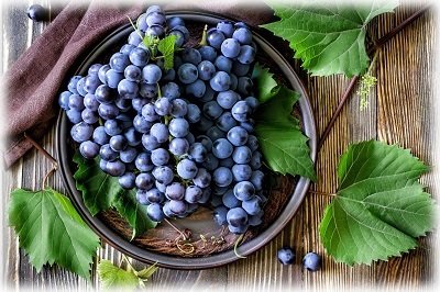Як і чим обробити виноград ранньою весною після відкриття від хвороб і шкідників?