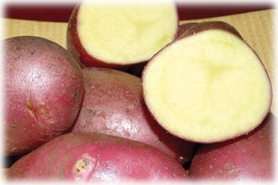 Кращі стійкі до колорадського жука сорти картоплі