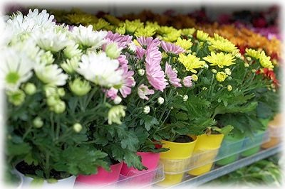 Хризантеми: посадка і догляд у відкритому грунті