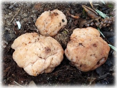 Все про вирощування грибів ТРЮФЕЛЬ в домашніх умовах