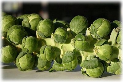 Вирощування брюссельської капусти у відкритому грунті: посадка і догляд