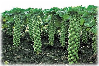 Вирощування брюссельської капусти у відкритому грунті: посадка і догляд