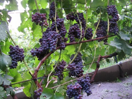 Виноград юпітер: опис сорту