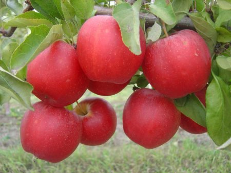 Яблука Гала: опис сорту, характеристики підвидів
