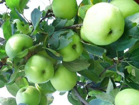 Яблуня словянка: опис сорту, фото, прввильный догляд протягом року