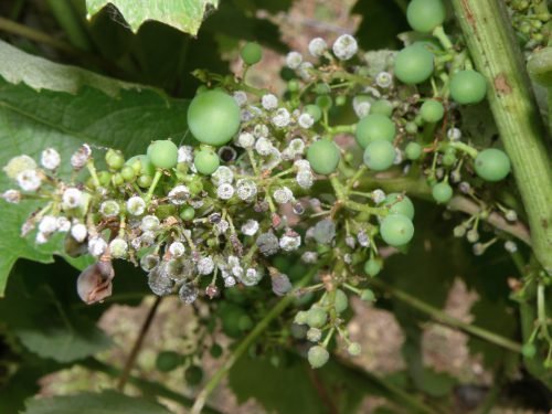 Борошниста роса на винограді: хвороба оїдіум, опис, як лікувати