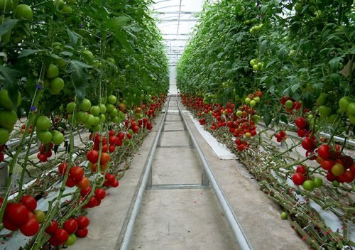 Підживлення помідорів в теплиці після висадки