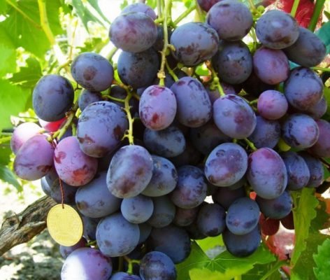 Виноград армані: опис сорту