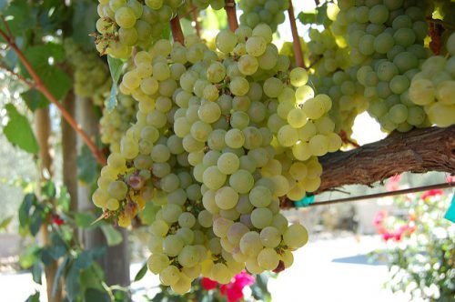 Сорти винограду зеленого кольору: корисні властивості, склад