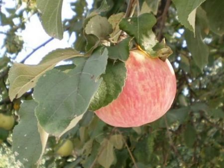 Коричне смугасте яблуня: опис сорту, фото, особливості
