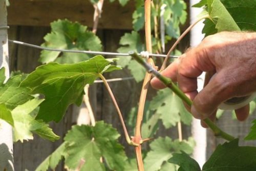 Розмноження винограду влітку: зеленими живцями, фото
