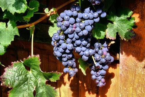 Період вегетації винограду: фази, особливості догляду