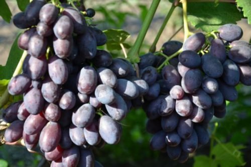 Виноград каталонія: опис сорту
