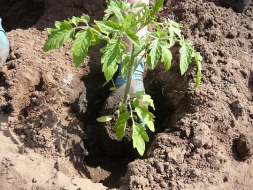 Висадка розсади томатів у теплицю з полікарбонату, способи посадки томатів