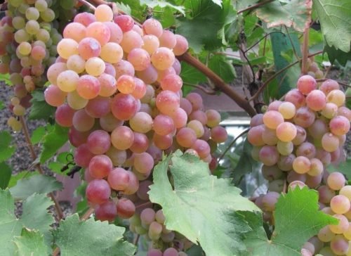 Виноград в Дагестан: вирощування, опис сорту, фото