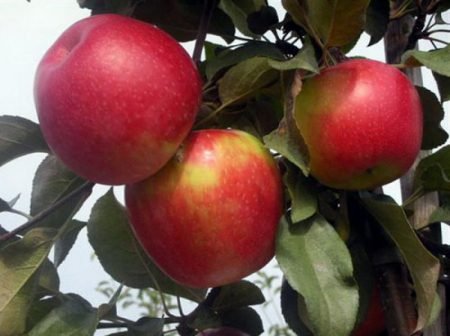 Яблука джонаголд: опис сорту, особливості вирощування