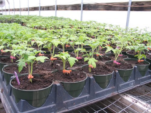 Як садити помідори в теплиці з полікарбонату: схема посадки