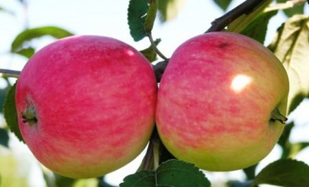 Мельба яблуня: опис сорту, фото