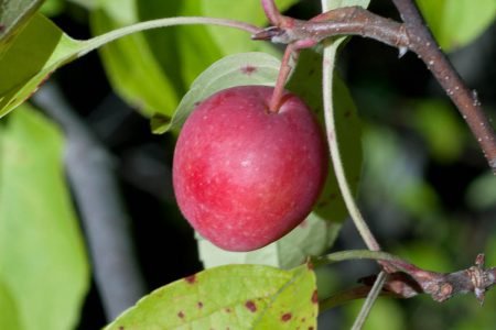 Яблуня китайка керр: опис сорту, особливості вирощування