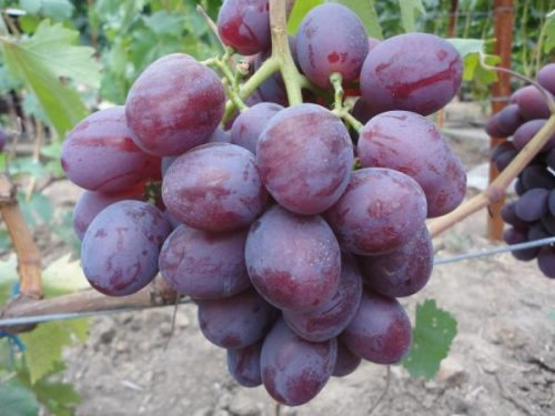 Виноград низина: опис сорту