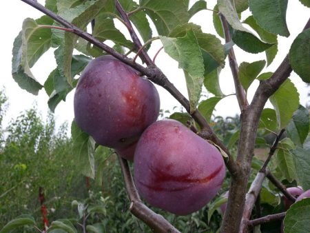 Яблуня Імант: опис сорту, догляд за фруктовим деревом, фото
