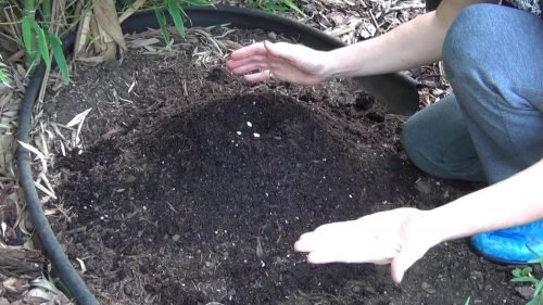 Як садити кабачки насінням у відкритий грунт: правильна посадка