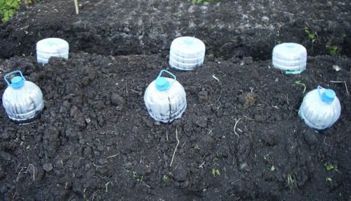 Коли садити кабачки насінням або розсадою у відкритий грунт