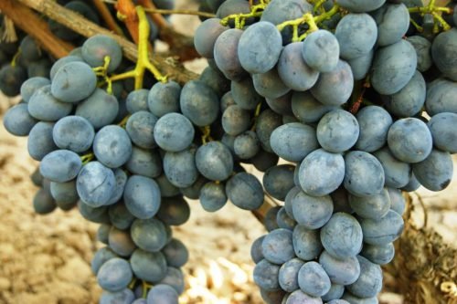 Сорти винограду консул: опис