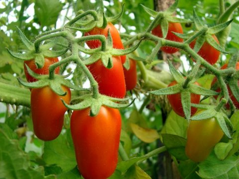 Низькорослі сорти томатів: детермінантні помідори