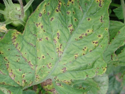 Хвороби листя томатів розсади: грибкові та бактеріальні ураження