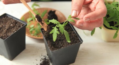 Як посадити помідори на розсаду правильно: вибір насіння, етапи вирощування