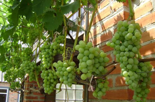 Виноград галбена ноу: опис сорту