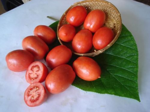 Томат челнок: характеристика та опис сорту помідорів