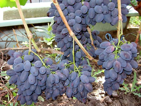 Які кращі сорти винограду: огляд, фото