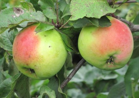 Пізні сорти яблук: фото з назвою, опис яблунь